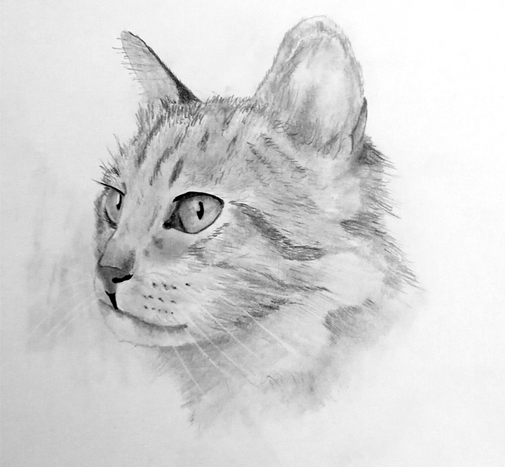 Cat Pencil Sketch - Zoe